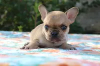 Callie, a female French Bulldog for sale in Greenville, TX – 7 of 7