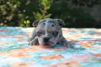 Selena, a female French Bulldog for sale in Greenville, TX – 6 of 7