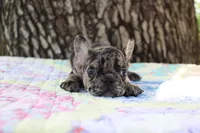 Daphne, a female French Bulldog for sale in Greenville, TX – 4 of 8