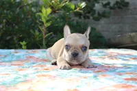 Cedar, a male French Bulldog for sale in Greenville, TX – 3 of 7