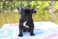 Danny, a male French Bulldog for sale in Greenville, TX – 2 of 8