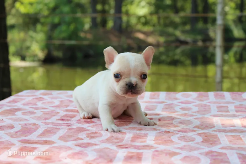 Howard, a male French Bulldog for sale in Greenville, TX – 1 of 7