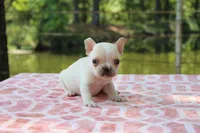 Howard, a male French Bulldog for sale in Greenville, TX – 1 of 7