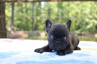 Oliver, a male French Bulldog for sale in Greenville, TX – 6 of 7