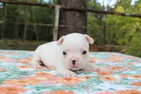 Penny, a female French Bulldog for sale in Greenville, TX – 3 of 7