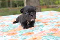 Pebbles, a female French Bulldog for sale in Greenville, TX – 2 of 7