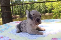Ivy, a female French Bulldog for sale in Greenville, TX – 1 of 7