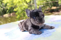Luca, a male French Bulldog for sale in Greenville, TX – 1 of 7