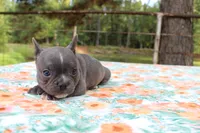 Milo, a male French Bulldog for sale in Greenville, TX – 7 of 7