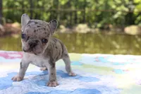 Arlo, a male French Bulldog for sale in Greenville, TX – 6 of 7