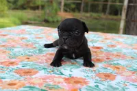 Hunter, a male French Bulldog for sale in Greenville, TX – 3 of 7