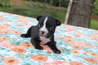Roxy, a female French Bulldog for sale in Greenville, TX – 7 of 7
