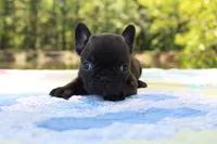 Oliver, a male French Bulldog for sale in Greenville, TX – 4 of 7