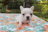 Lucy, a female French Bulldog for sale in Greenville, TX – 5 of 7