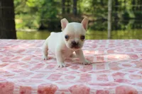 Howard, a male French Bulldog for sale in Greenville, TX – 6 of 7