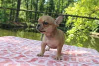 Eliza, a female French Bulldog for sale in Greenville, TX – 6 of 10