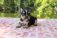 Dennis, a male French Bulldog for sale in Greenville, TX – 1 of 7