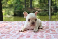Harvey, a male French Bulldog for sale in Greenville, TX – 6 of 7