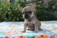 Callie, a female French Bulldog for sale in Greenville, TX – 2 of 7