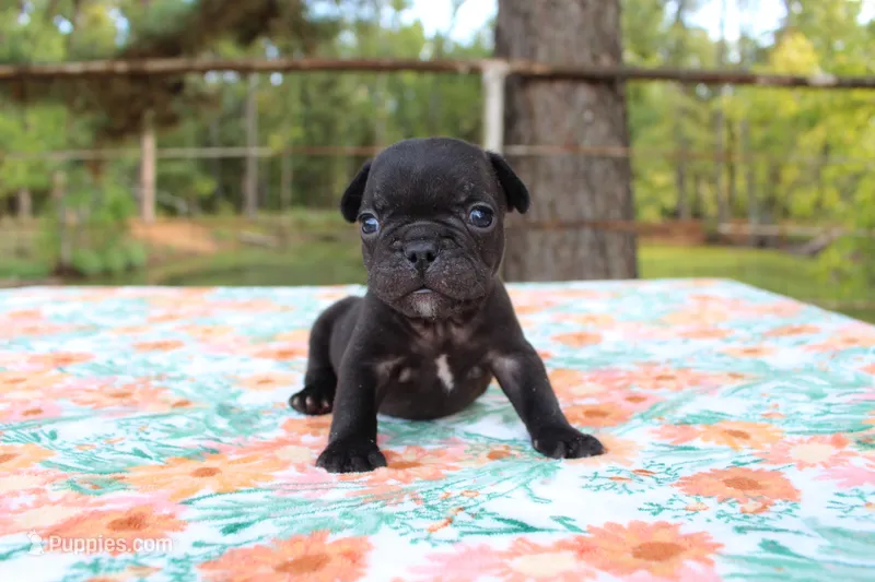 Hunter – French Bulldog puppy for sale in Greenville, TX