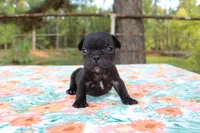 Hunter, a male French Bulldog for sale in Greenville, TX – 1 of 7