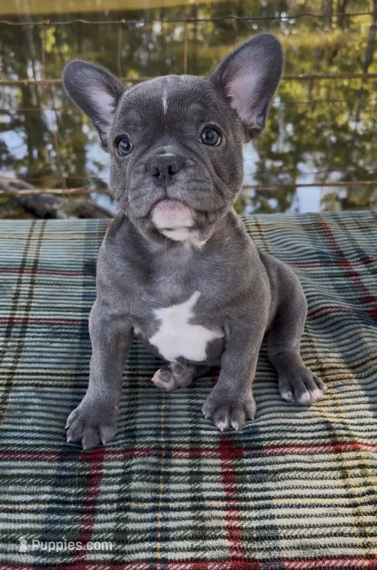 Milo – French Bulldog puppy for sale in Greenville, TX
