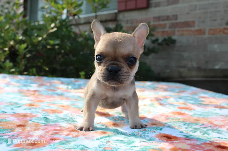 Gemma – French Bulldog puppy for sale in Greenville, TX