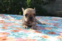 Eliza, a female French Bulldog for sale in Greenville, TX – 4 of 7