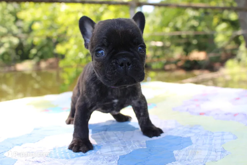 Archie – French Bulldog puppy for sale in Greenville, TX