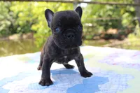 Archie, a male French Bulldog for sale in Greenville, TX – 1 of 7