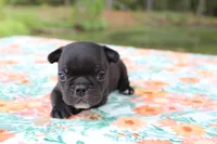 Pebbles, a female French Bulldog for sale in Greenville, TX – 3 of 7
