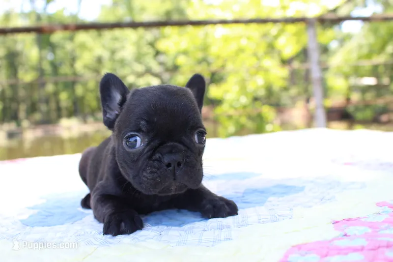 Oliver – French Bulldog puppy for sale in Greenville, TX