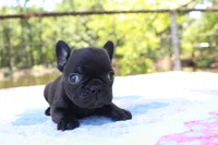 Oliver, a male French Bulldog for sale in Greenville, TX – 1 of 7