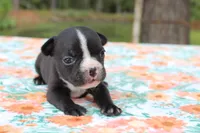 Roxy, a female French Bulldog for sale in Greenville, TX – 3 of 7