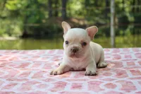 Harvey, a male French Bulldog for sale in Greenville, TX – 3 of 7