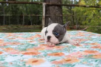Molly, a female French Bulldog for sale in Greenville, TX – 2 of 7