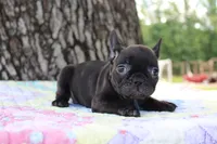 Oliver, a male French Bulldog for sale in Greenville, TX – 6 of 7
