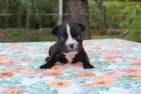Roxy, a female French Bulldog for sale in Greenville, TX – 4 of 7