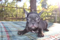 Hunter, a male French Bulldog for sale in Greenville, TX – 2 of 10