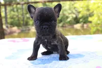 Archie, a male French Bulldog for sale in Greenville, TX – 2 of 7