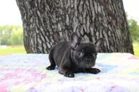 Oliver, a male French Bulldog for sale in Greenville, TX – 7 of 7