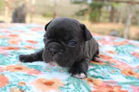 Samantha, a female French Bulldog for sale in Greenville, TX – Photo 1 of 7