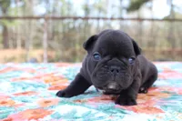 Carson, a male French Bulldog for sale in Greenville, TX – Photo 1 of 7