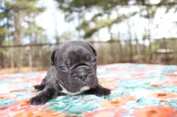 Samantha, a female French Bulldog for sale in Greenville, TX – Photo 2 of 7