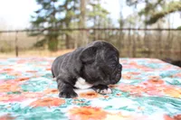 Samantha, a female French Bulldog for sale in Greenville, TX – Photo 7 of 7