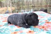 Samantha, a female French Bulldog for sale in Greenville, TX – Photo 5 of 7