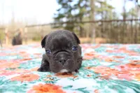 Samantha, a female French Bulldog for sale in Greenville, TX – Photo 6 of 7