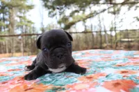 Samantha, a female French Bulldog for sale in Greenville, TX – Photo 4 of 7