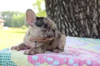 Arlo, a male French Bulldog for sale in Greenville, TX – 4 of 8