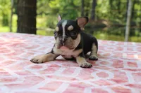 Dennis, a male French Bulldog for sale in Greenville, TX – 6 of 7